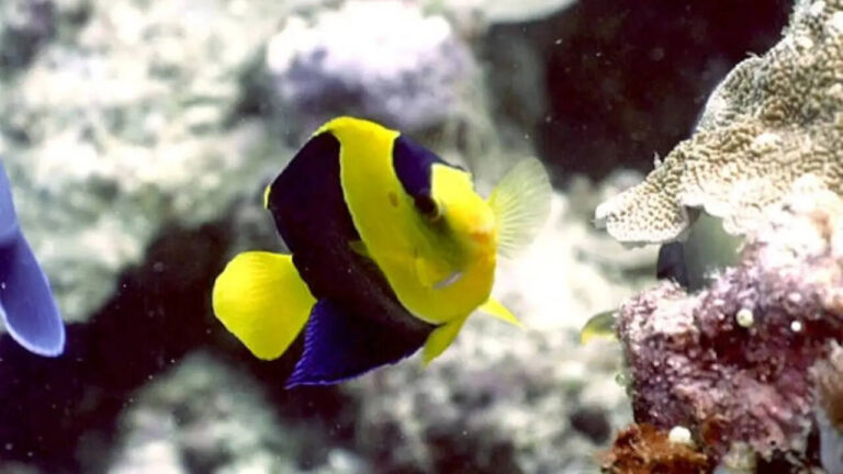 How to maintain Angelfish in an aquarium: A step-by-step beginner’s guide